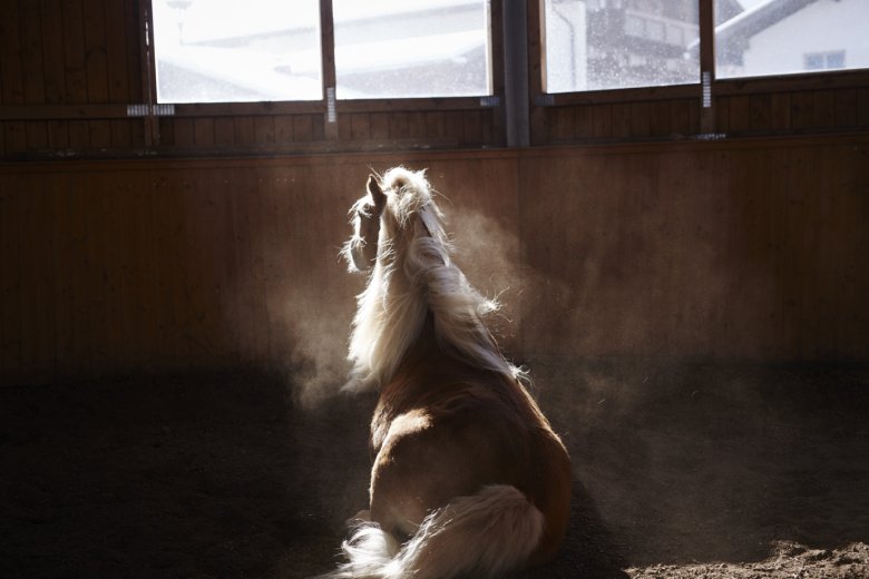 Haflinger, die blonden Botschafter Tirols (Foto: Tirol Werbung/Kernweiss Tanja)