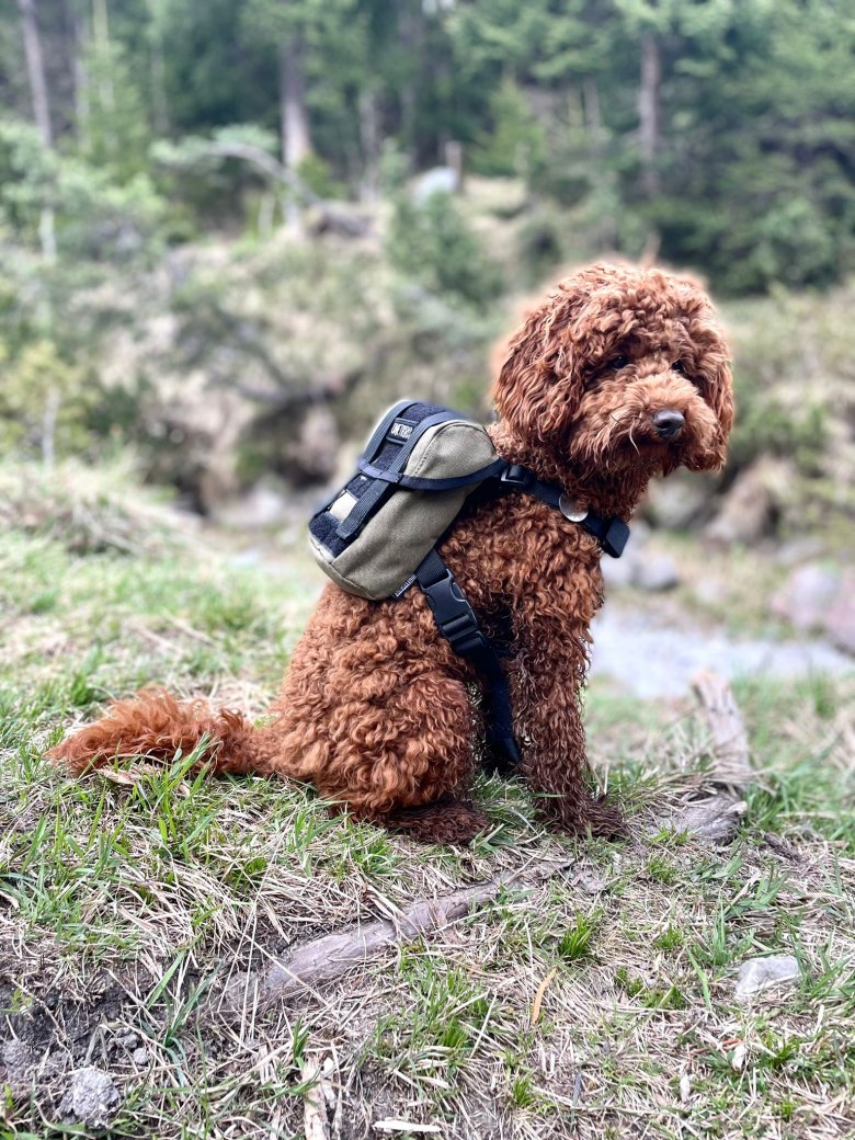 (Sir) Henry ist ein Zwergpudel, 1,5 Jahre alt. Er ist zu Mensch und Tier sehr freundlich.