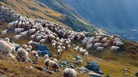 Schafe, © Tirol Werbung / Mallaun Josef