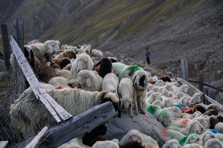 Ein Wollknäuel aus Tiroler Bergschafen, Schnalser Schafen und schwarzbraunenJuraschafen.