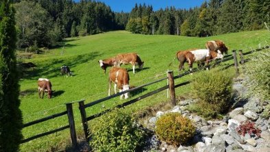 Kühe vorm Steingarten