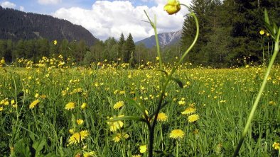 duftende Wiesen am Lech