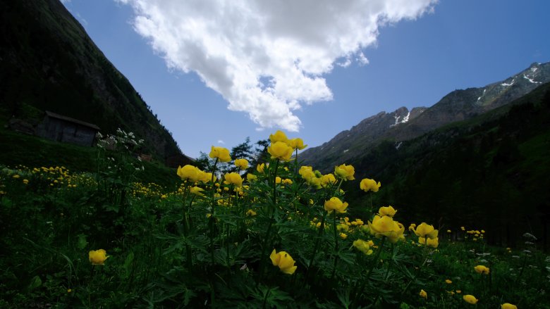 Trollblume, © Nationalpark Hohe Tauern / Kurzthaler