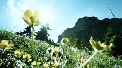 Gästehaus_Jochberg_Kitzbühel_Horn Blumen Sommer