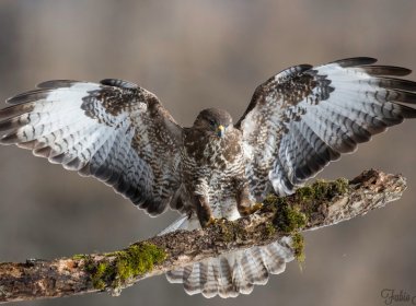 Maeusebussard-1500px-1024×683