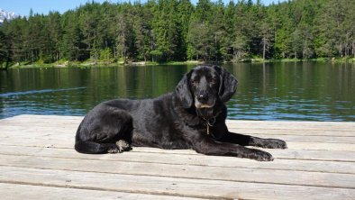 Hund am See