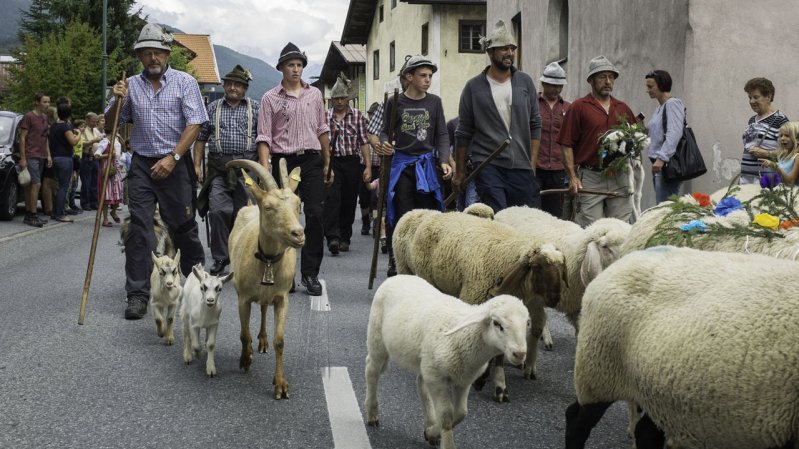 Der Schafschied in Tarrenz ist der größte Almabtrieb der Region, © Tirol Werbung/Jörg Koopmann