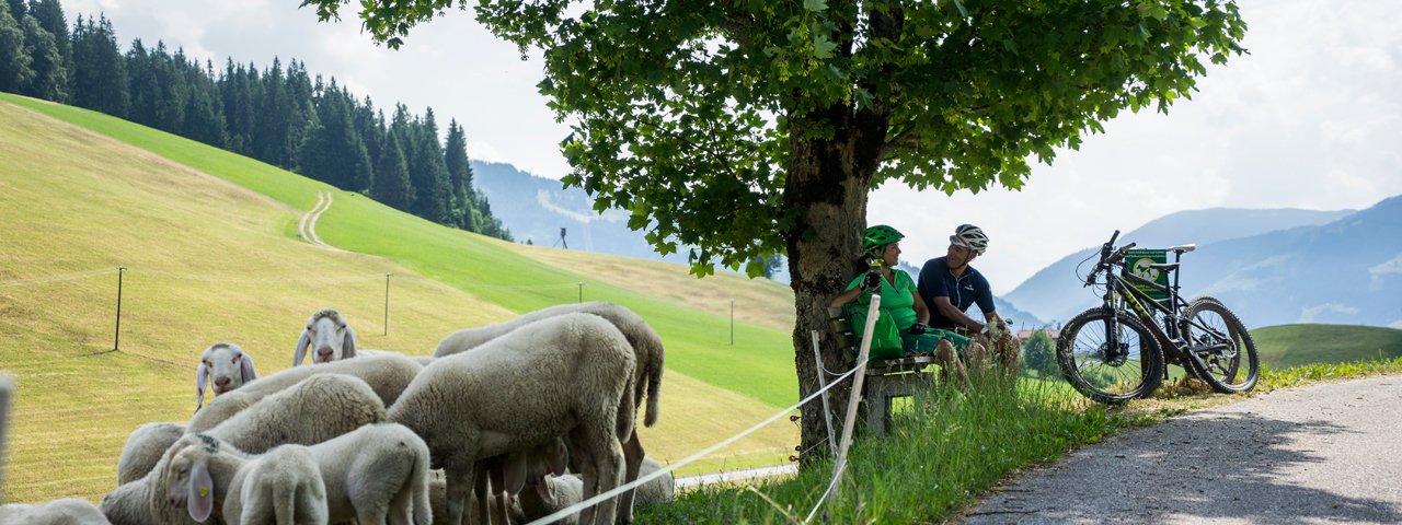 Mountainbiken in der Ferienregion Hohe Salve, © Tirol Werbung/Neusser Peter