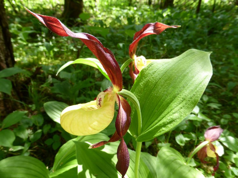 Der Frauenschuh: Eine der pr&auml;chtigsten, wildwachsenden Orchideenarten., © Naturpark Lechtal - Francesca Wolf