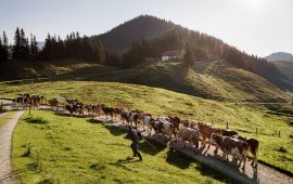 Die Burgeralm., © Tirol Werbung, Frank Bauer