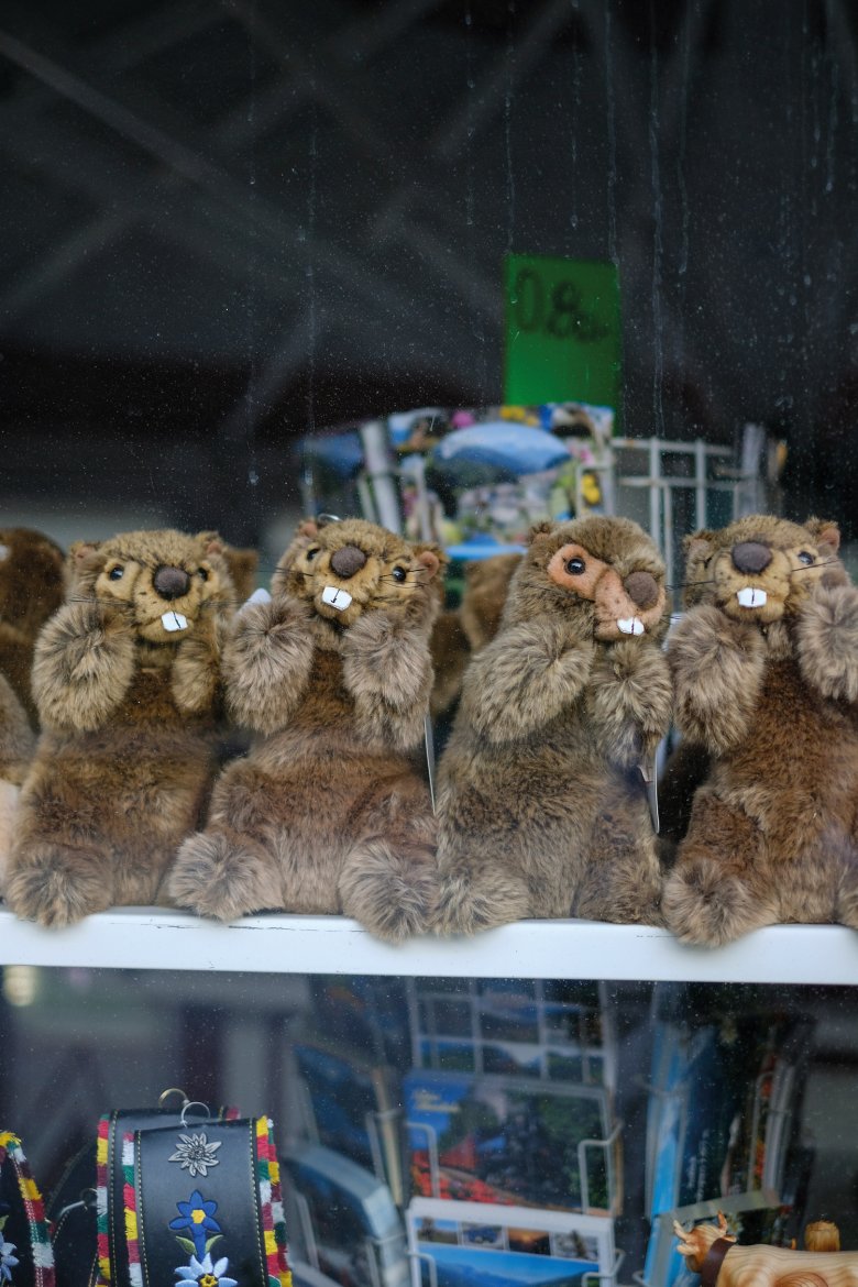 Kuscheltierdiplomatie: Das Fett der niedlichen Tiere wird auch heute noch zu Murmeltiersalbe verarbeitet. Heute sind sie aber mehr Touristenmagnet denn Hausmittel.