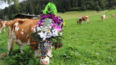 Almabtrieb Auffach Wildschönau 2018 Rechte Wildsch