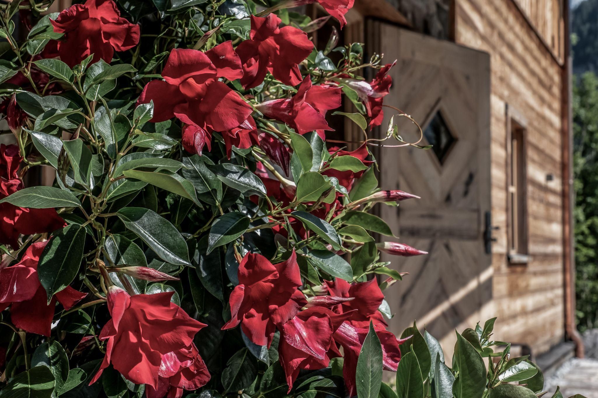Eine blühende Mandevilla-Pflanze mit leuchtend roten Blüten. Im Hintergrund ist ein Chalet zu sehen.