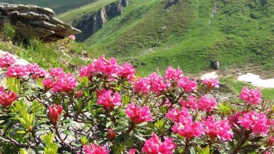 Alpenrosen auf dem Weg zur Edelhütte