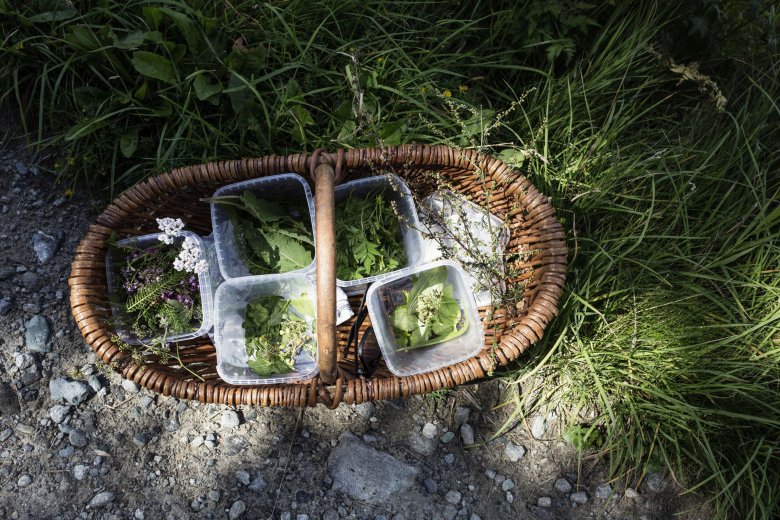 Für Kräuter-Fans bieten die „Kräuterhexen“ bieten in den Sommermonaten geführte Kräuterwanderungen an. ©Tirol Werbung / Hörterer Lisa
