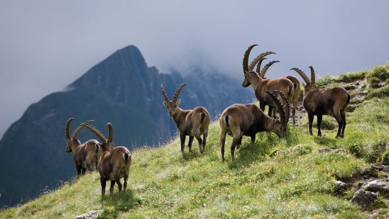 Steinböcke im Nationalpark Hohe Tauern, © Tirol Werbung/Bernd Ritschel