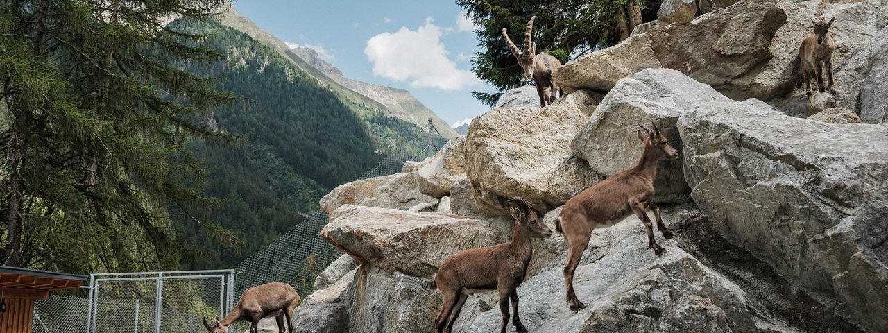 Tiroler Steinbockzentrum im Pitztal, © Tiroler Steinbockzentrum