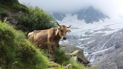 Almstüberl Zillergrund Sommerlandschaft