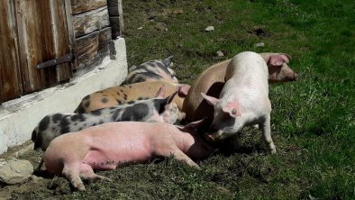 Unsere Almschweine genießen den Sommer...