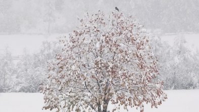 Der Winter ist da, © Roswitha Vogelsberger