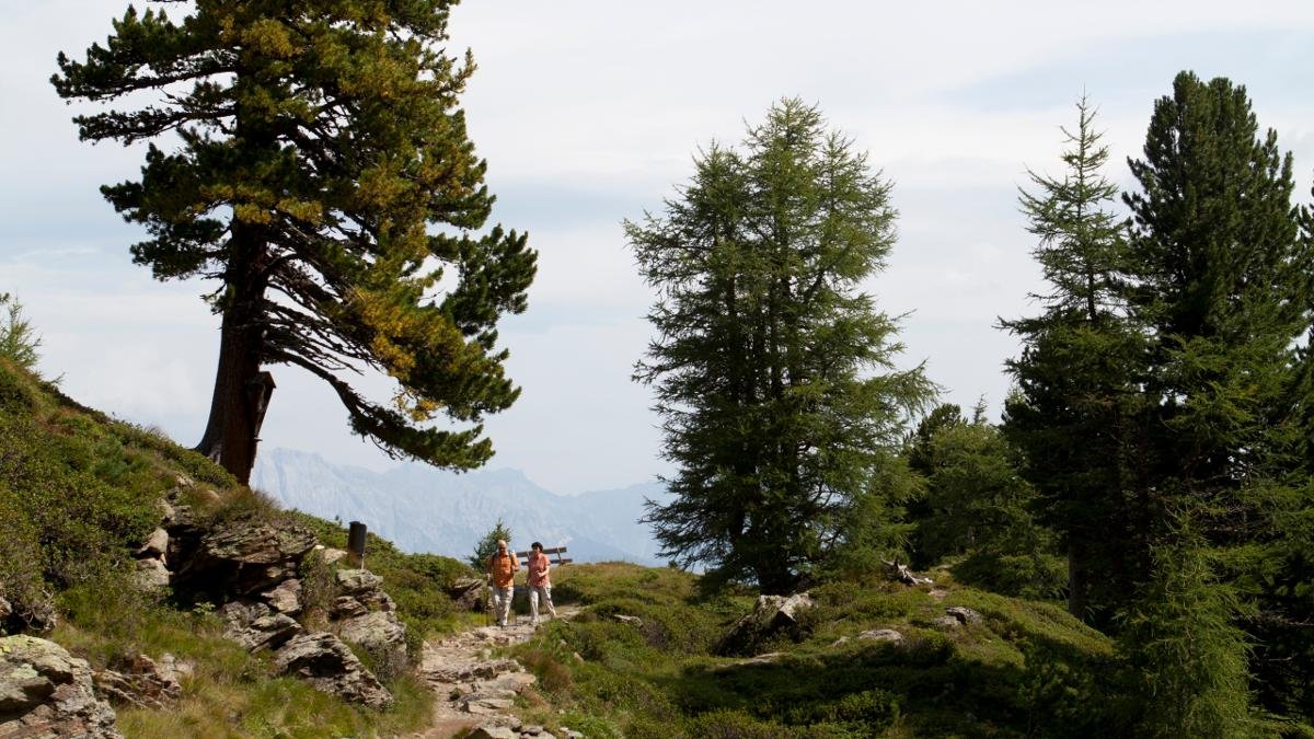 Durch den größten Zirbenwald Europas führt die Wanderung von Tulfes zum Patscherkofel. Die Tour auf 2.000 Metern Seehöhe ist auch für Kinder geeignet, da fast alle Höhenmeter mit der Seilbahn überwunden werden. Schön im Mai: die herrliche Almrosenblüte., © Tirol Werbung/Jenewein Markus