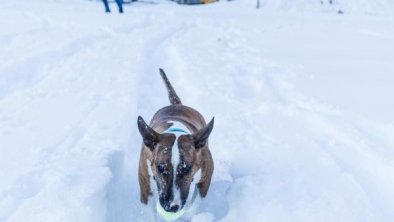 Urlaub-Hund-Alpenhotel-Tyrol-900px-03