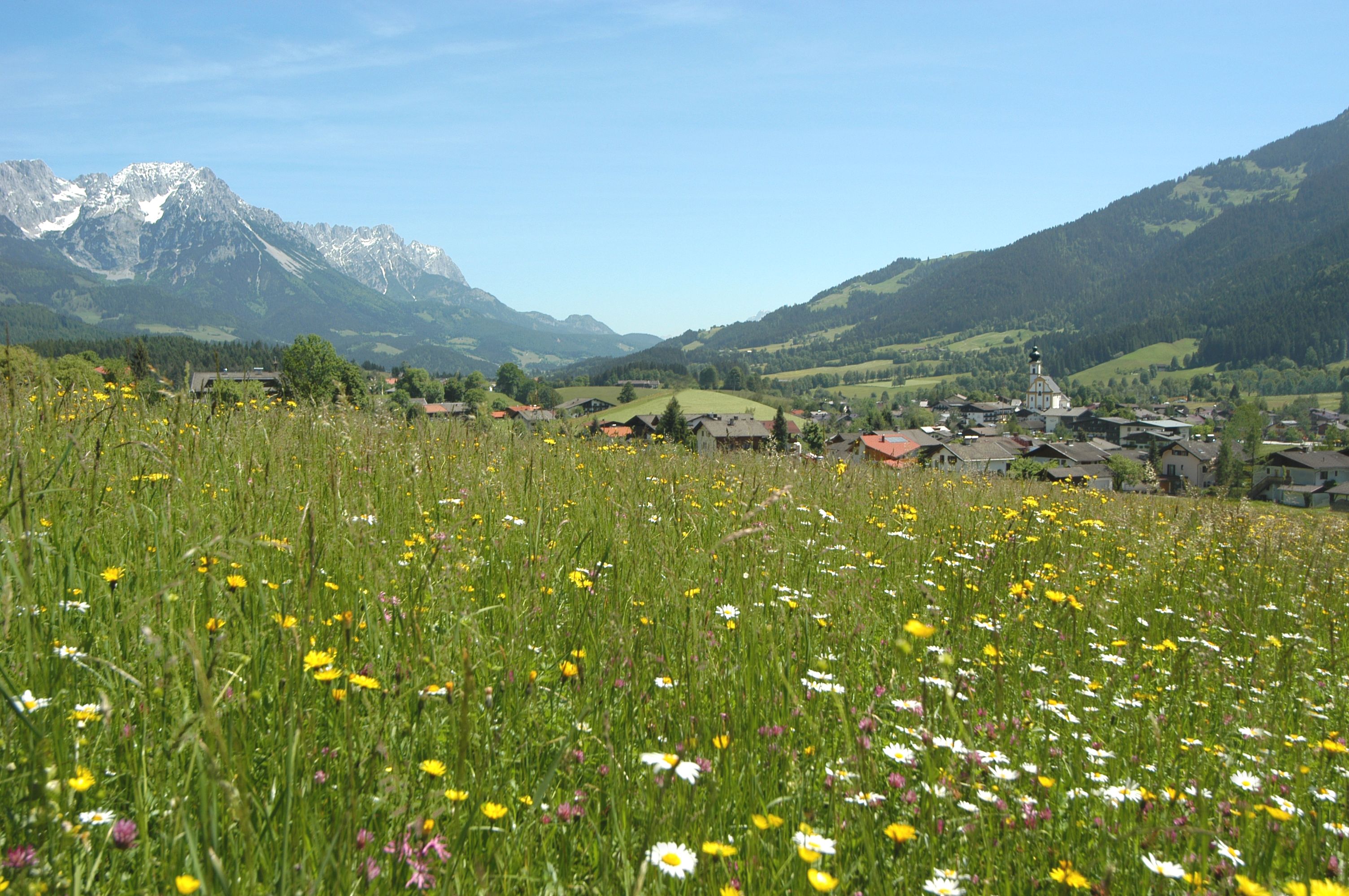 Blumenwiese bei Söll mit Wildem Kaiser im Hintergrund