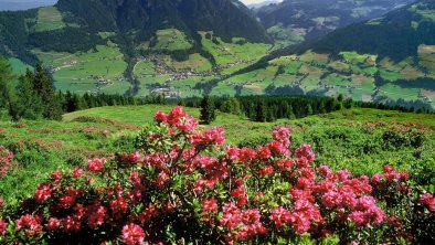 Almrosen, © Alpbachtal Tourismus