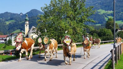 Almabtrieb mit bunt geschmückte Kühe im September