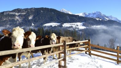 Kühe im Winterauslauf