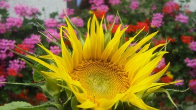 Strahlende Sonnenblume