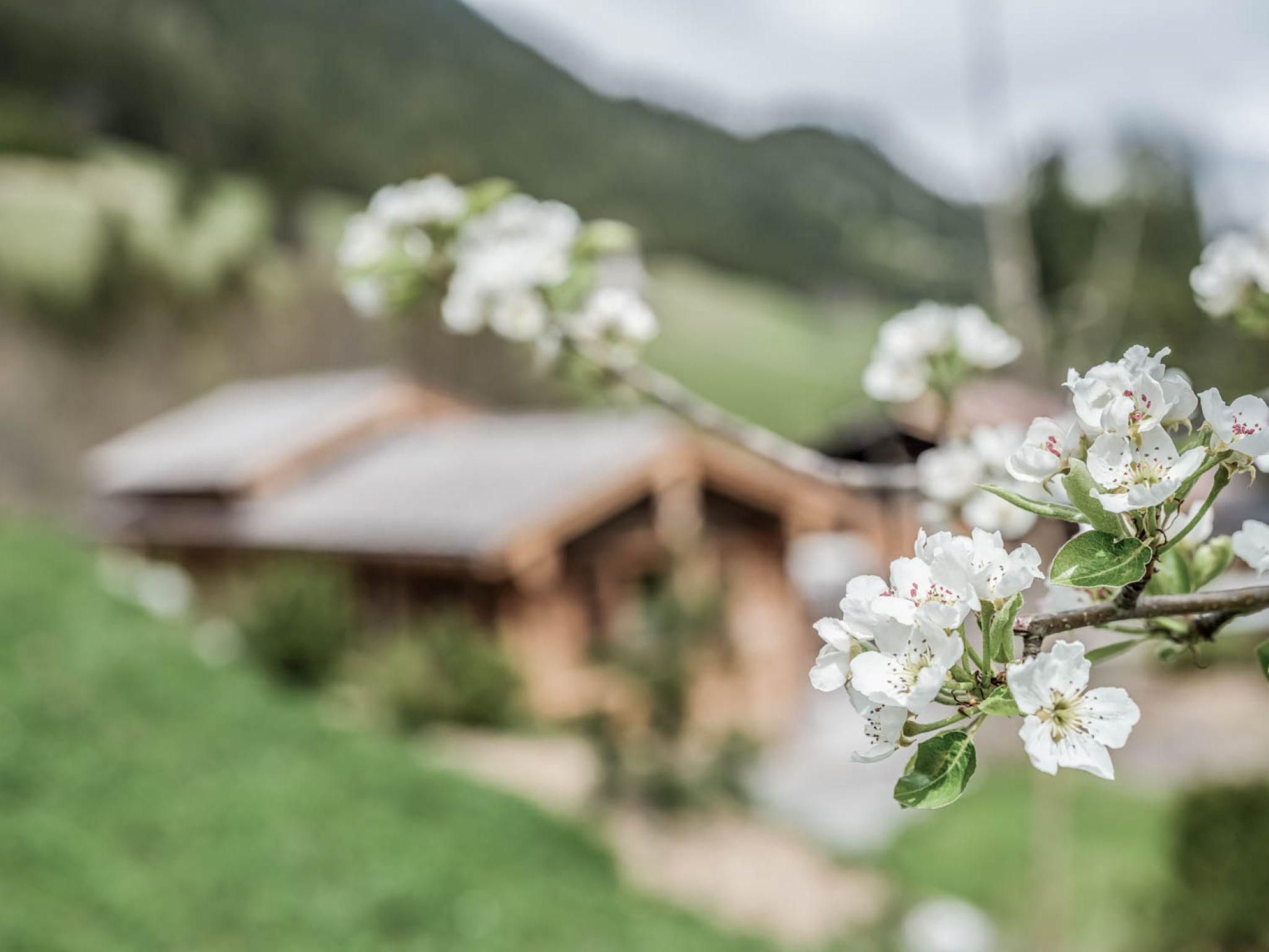 Ein blühender Ast mit weißen Blüten im Vordergrund. Im Hintergrund ist ein Chalet in einer grünen Landschaft zu sehen.