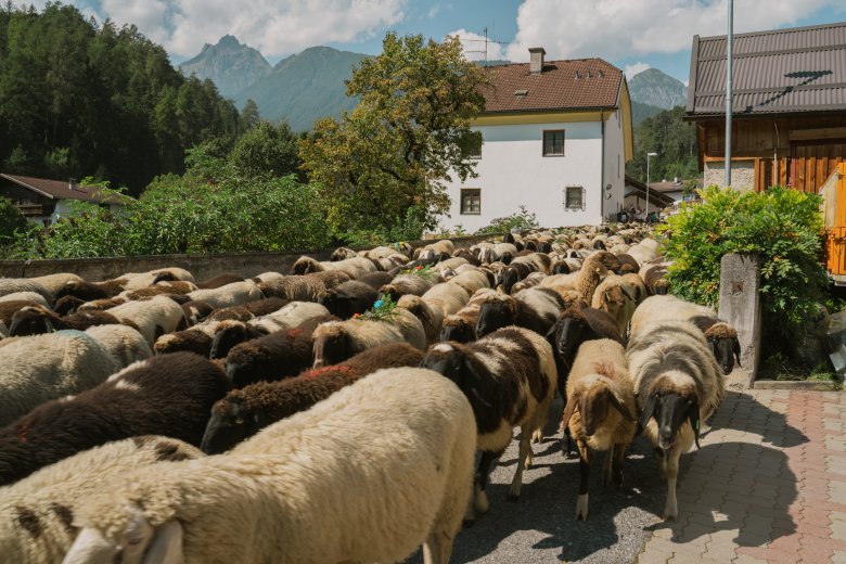 Wie ein &uuml;berm&uuml;tiger, wellenschlagender Bergbach str&ouml;men die Schafe und L&auml;mmer um die Mittagszeit durch die schmale Trujegasse.