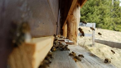 Bienen im Anflug