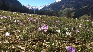 Krokusse - die ersten Frühlingsboten