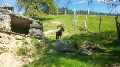 Wildpark Aurach