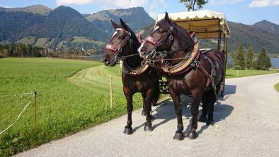 unsere zwei starken Jungs Rocky & Leo, © Dagnhof