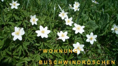 Buschwindr.-Großaufn.