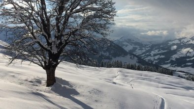 winter-kitzbueheler-alpen-baum-im-schnee