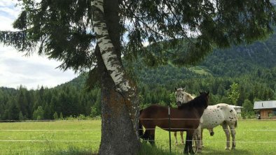 wie die Bäume so die Pferde .... auf unserer Weide, © Zottlhof