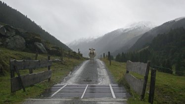 On the way to the Feldalphorn mountain, © Tirol Werbung/Ziegler Alexander