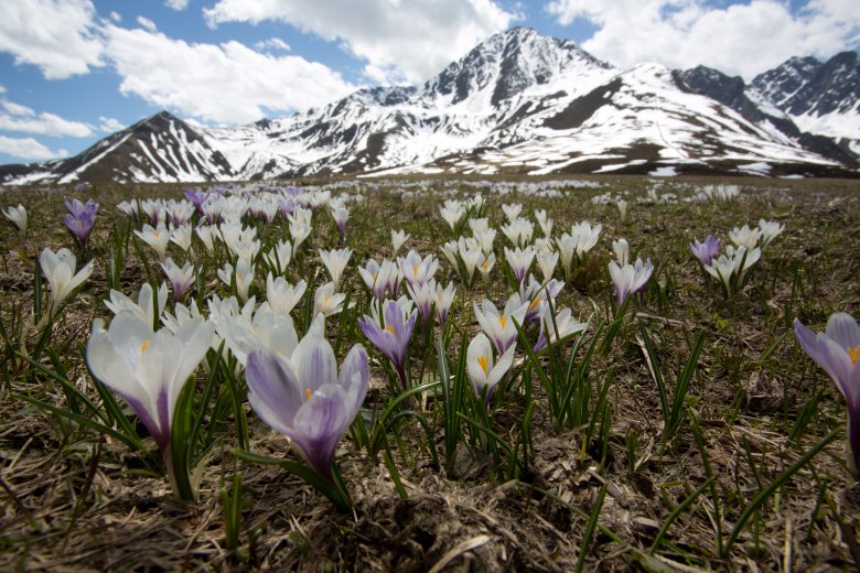 Im Frühling bringen die ersten Krokussblüten wieder etwas Farbe in die Landschaft. Foto: Tirol Werbung / Centurioni Patrick