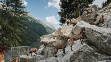 Tiroler Steinbockzentrum im Pitztal, © Tiroler Steinbockzentrum