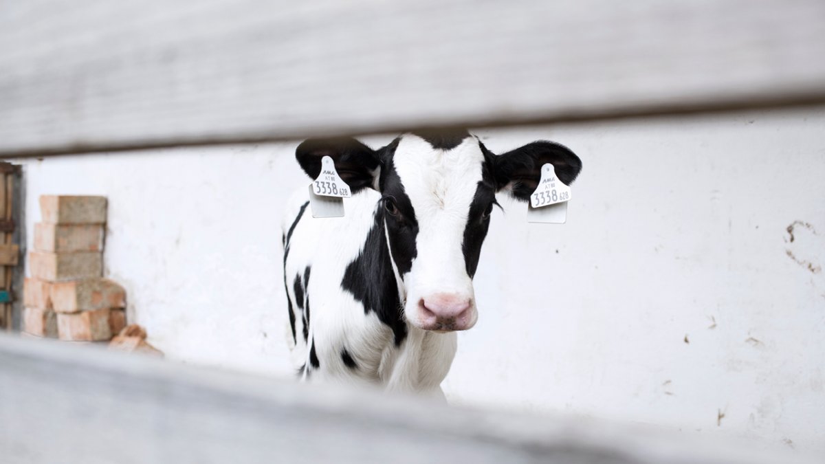Im Mittelpunkt stehen die etwa 30 Milchkühe, um die sich Josef Fritz kümmert., © Tirol Werbung/Lisa Hörterer