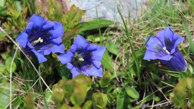 Enzianblüte Anfang Juli, © Hj Schneider