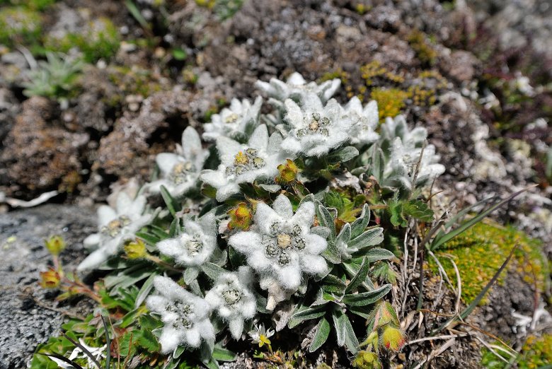 Edelweiß, © Naturpark Hohe Tauern / Rieder