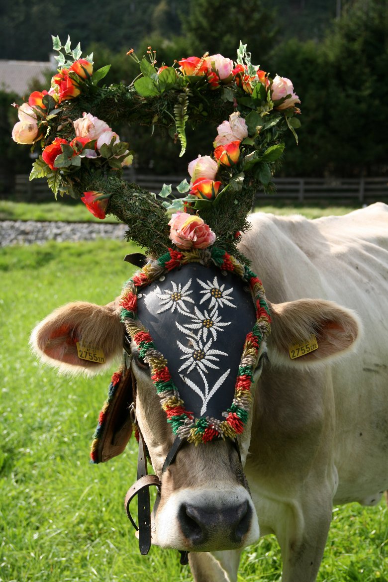 Geschm&uuml;ckte Kuh beim Almabtrieb., © Tirol Werbung, Bernhard Aichner