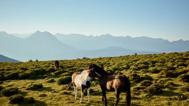 Pferde am Rangger Köpfl, © Tirol Werbung/Ramon Haindl