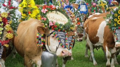 Almabtrieb Wildschönau geschmückte Kühe Rechte Wil