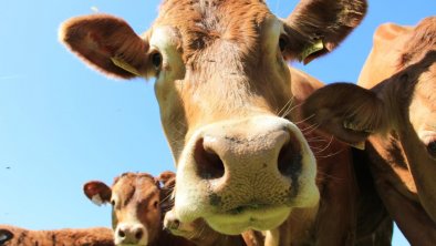 Mutterkuhhaltung Limousin Leindlhof